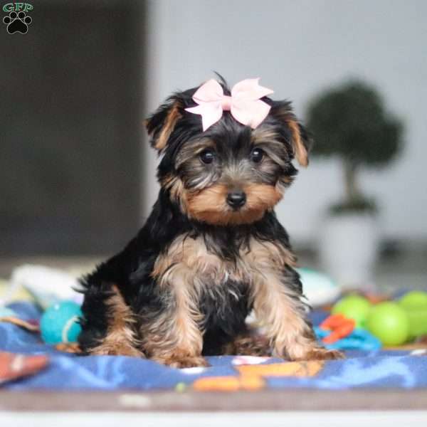 Cali, Yorkie Puppy